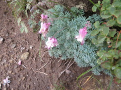 Dicentra peregrina