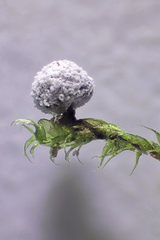 Didymium melanospermum