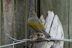 Camaroptera brachyura