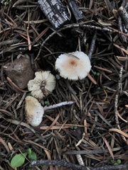 Lepiota