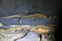 Eutropis macularia