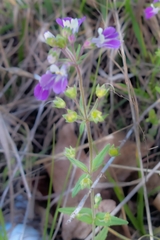 Collinsia violacea