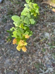 Lespedeza hirta