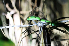 Trimeresurus macrops