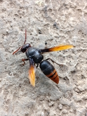 Rhynchium