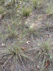Sorghastrum