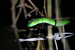 Trimeresurus macrops