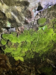 Claopodium rostratum