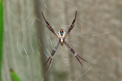 Argiope