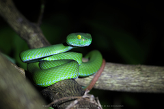 Trimeresurus macrops