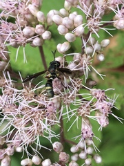 Physocephala marginata