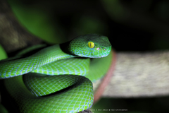 Trimeresurus macrops