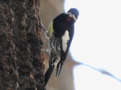 Sphyrapicus thyroideus