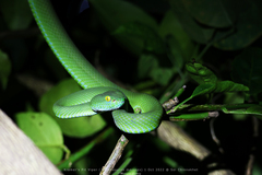 Trimeresurus macrops