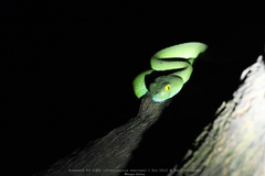 Trimeresurus macrops