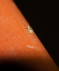 Pseudoedophrys hilleri