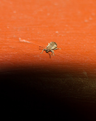 Pseudoedophrys hilleri