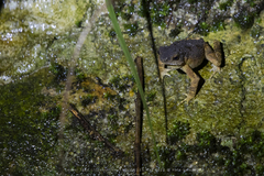 Ingerophrynus parvus