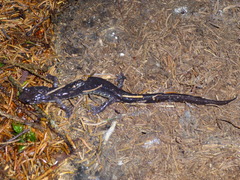 Plethodon wehrlei