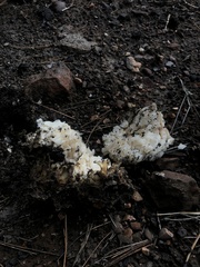 Daleomyces phillipsii