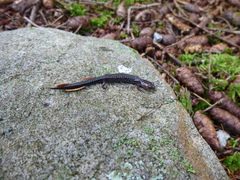 Plethodon nettingi