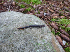 Plethodon nettingi