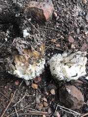 Daleomyces phillipsii