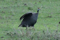 Numida meleagris
