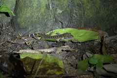 Cyrtodactylus phetchaburiensis