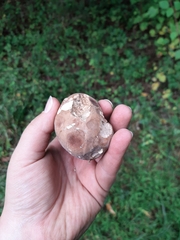 Xanthoconium purpureum