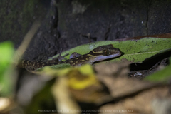 Cyrtodactylus phetchaburiensis