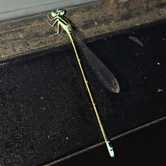 Aciagrion hisopa
