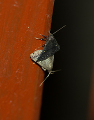 Tetanolita mynesalis