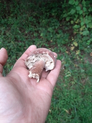 Xanthoconium purpureum