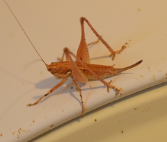 Rhacocleis insularis