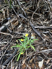Goodenia willisiana