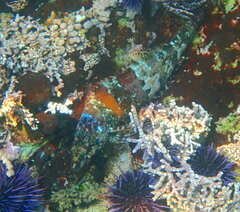 Oxylebius pictus