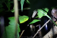 Trimeresurus albolabris