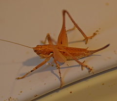 Rhacocleis insularis