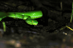 Trimeresurus albolabris