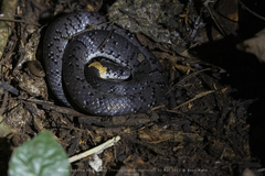 Pareas margaritophorus