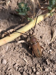 Crossidius testaceus