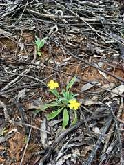Goodenia willisiana