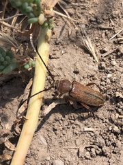 Crossidius testaceus