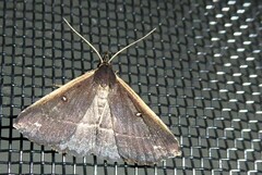 Adrapsa ablualis