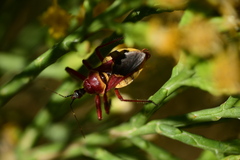 Apiomerus flaviventris