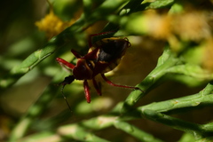 Apiomerus flaviventris