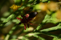 Apiomerus flaviventris