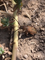 Crossidius testaceus