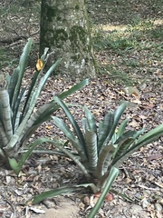 Sansevieria trifasciata